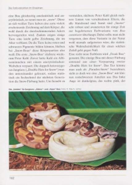 Preview: Boa constrictor – Die Abgottschlange